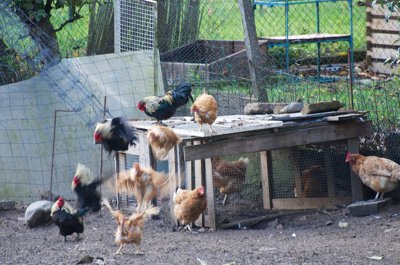 Tu viens ma poule _8370682324_l.jpg